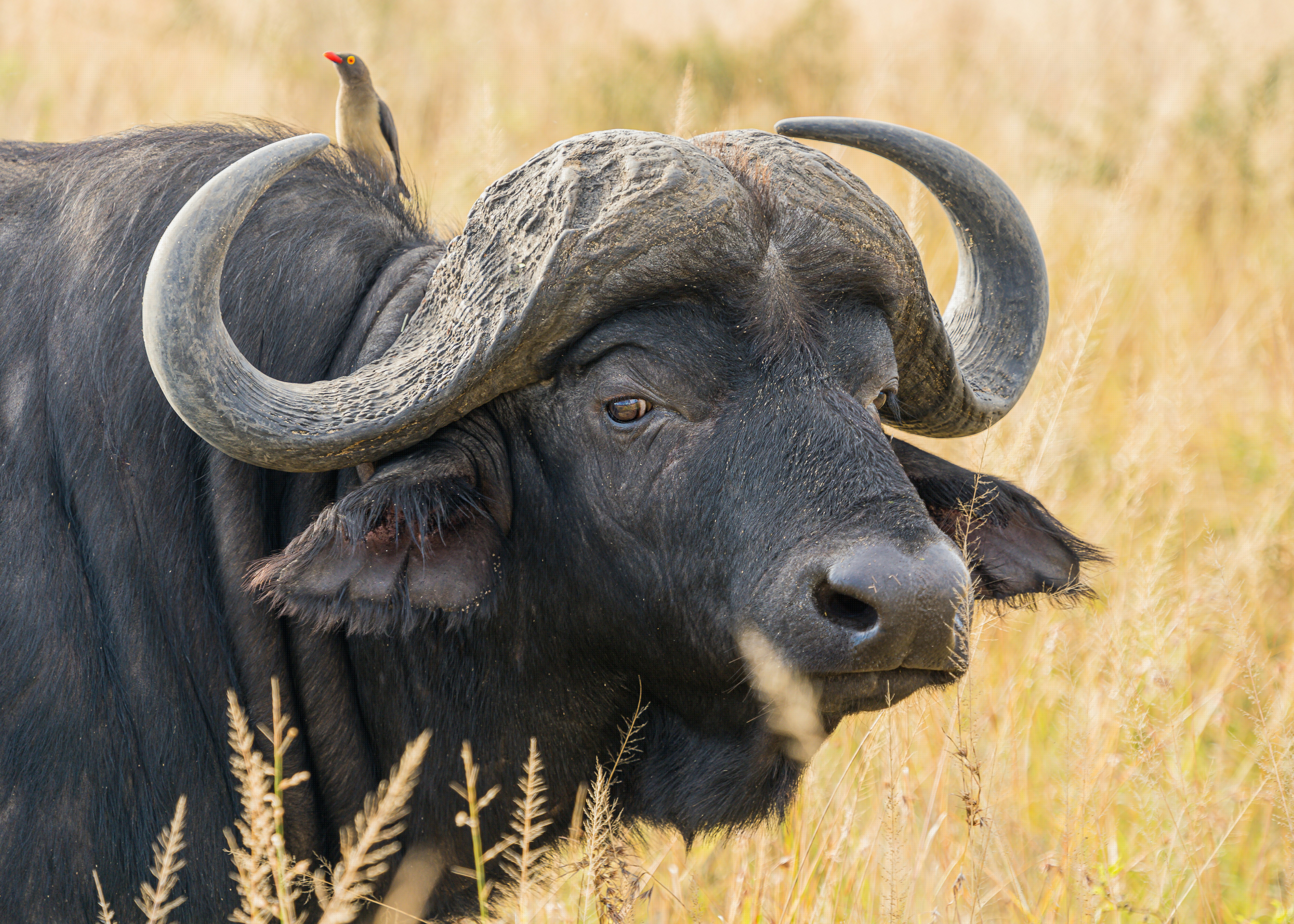Buffalo Package