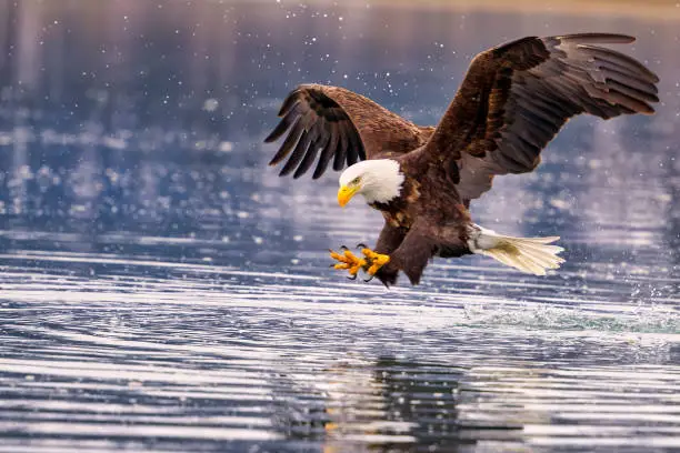 Eagle Package