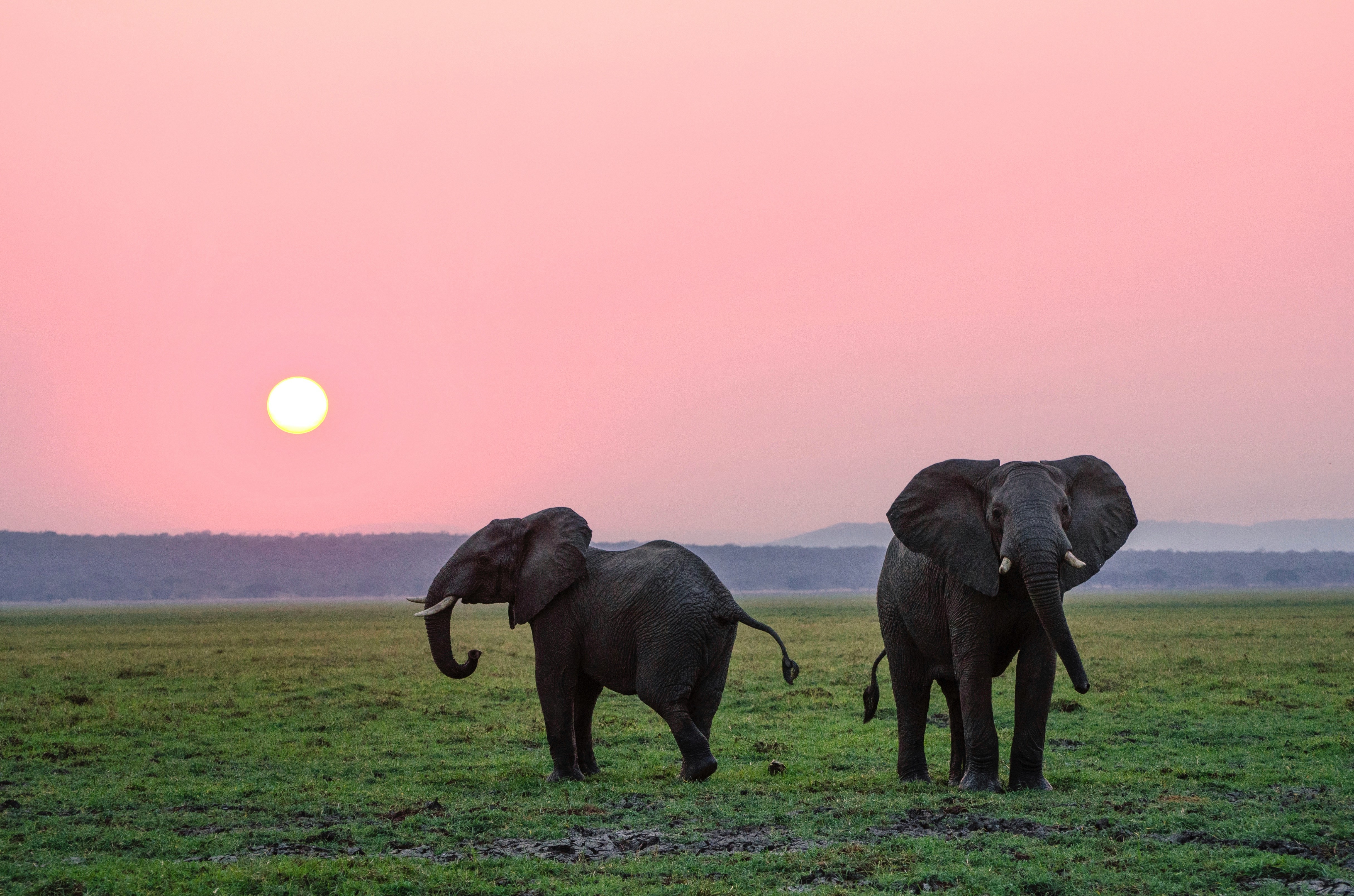 Elephant Package