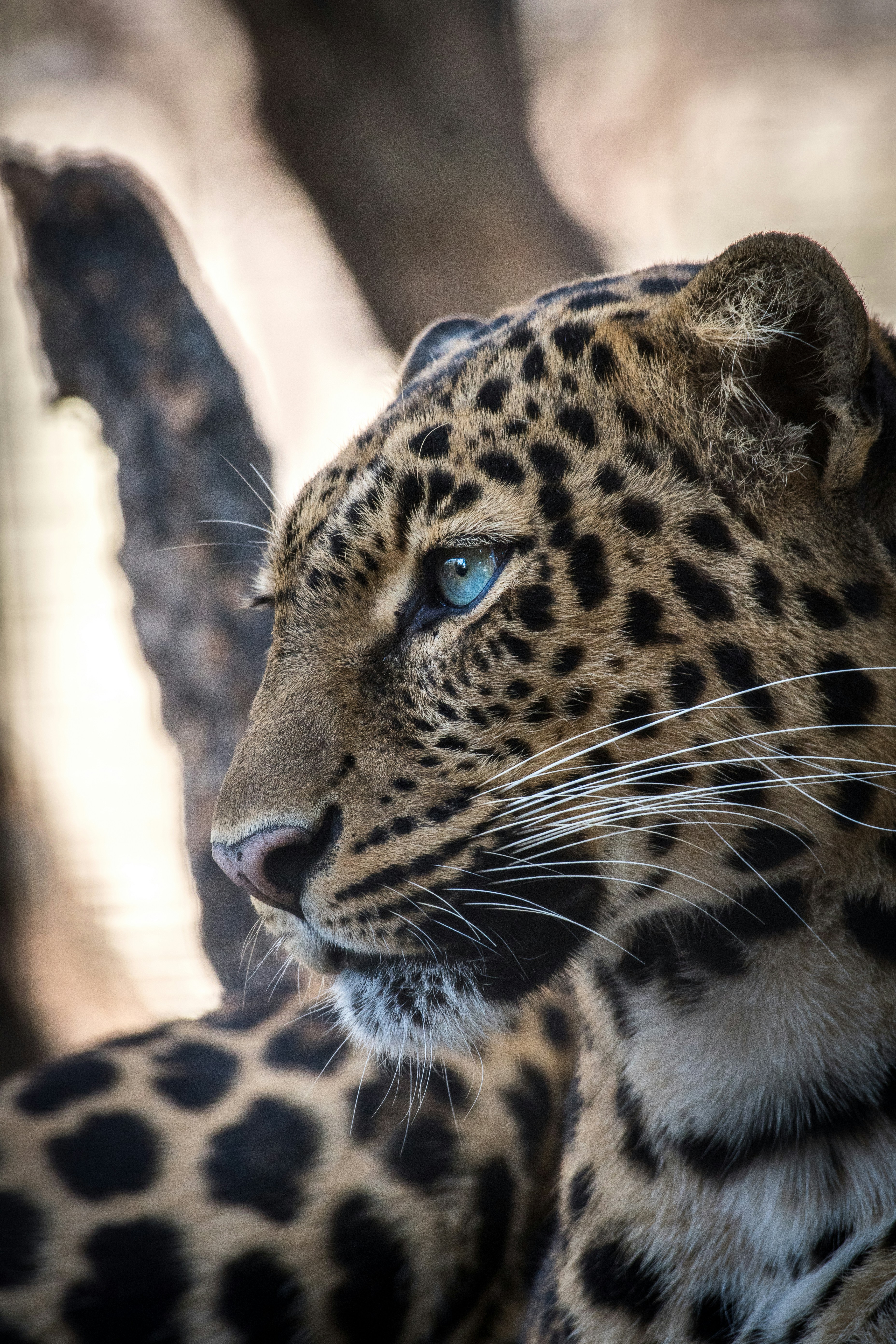 Leopard Package