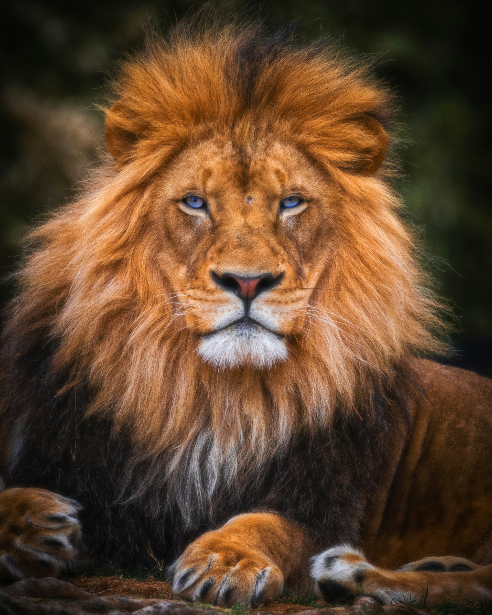 Lion Package