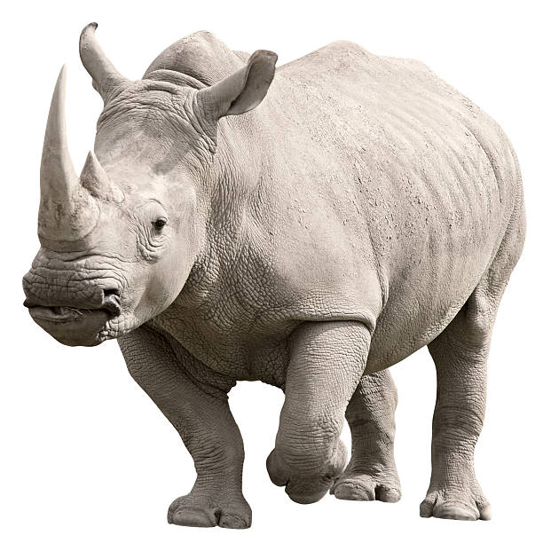Rhino Package